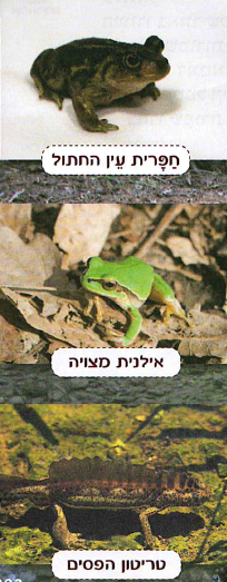 (בספר שלוש תמונות:) חפרית עין החתול, אילנית מצויה, טריטון הפסים.